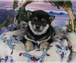 Small Photo #1 Shiba Inu Puppy For Sale in DUNDEE, OH, USA