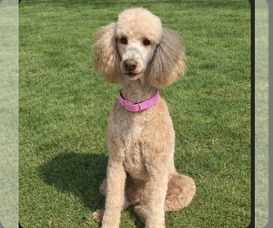 Mother of the Poodle (Standard) puppies born on 01/28/2026