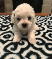 Bichon Frise Puppy for sale in ORCHARD, TX, USA