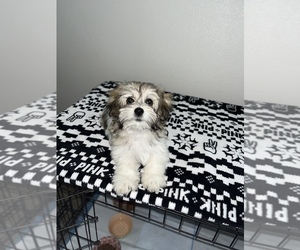 Lhasa-Poo Puppy for sale in HIGHLAND, CA, USA