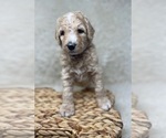 Small Photo #34 Double Doodle Puppy For Sale in PIERSON, FL, USA