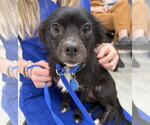 Raven - Female Chihuahua Dog for Adoption - Small photo
