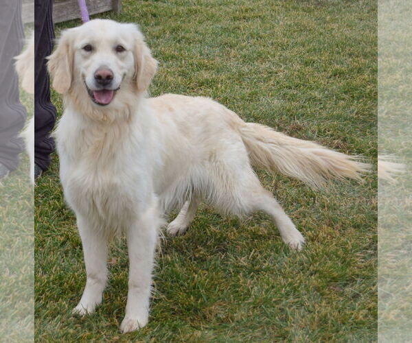 Medium Photo #2 Golden Retriever Puppy For Sale in Huntley, IL, USA