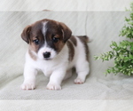 Small Photo #2 Jack Russell Terrier Puppy For Sale in SHILOH, OH, USA