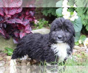 Aussiedoodle Miniature Puppy for sale in SHILOH, OH, USA
