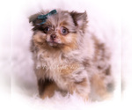 Small Photo #72 Pomeranian Puppy For Sale in WARSAW, IN, USA