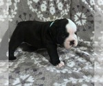 Puppy 2 English Bulldog