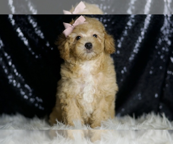 Medium Photo #5 Poodle (Miniature) Puppy For Sale in WARSAW, IN, USA