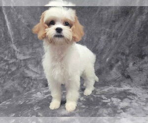 Cavapoo (Miniature) Dogs for adoption in Lincolnwood, IL, USA