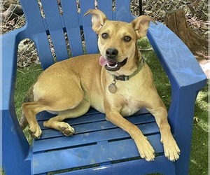 Mutt Dogs for adoption in Greenville, SC, USA