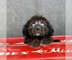 Small #5 Aussiedoodle