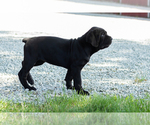 Small #3 Cane Corso