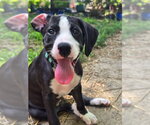 Small #7 American Staffordshire Terrier-Great Dane Mix