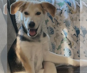 PROUD - Male Siberian Husky-Unknown Mix Dog for Adoption - Photo #5