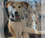 Small #4 Siberian Husky Mix