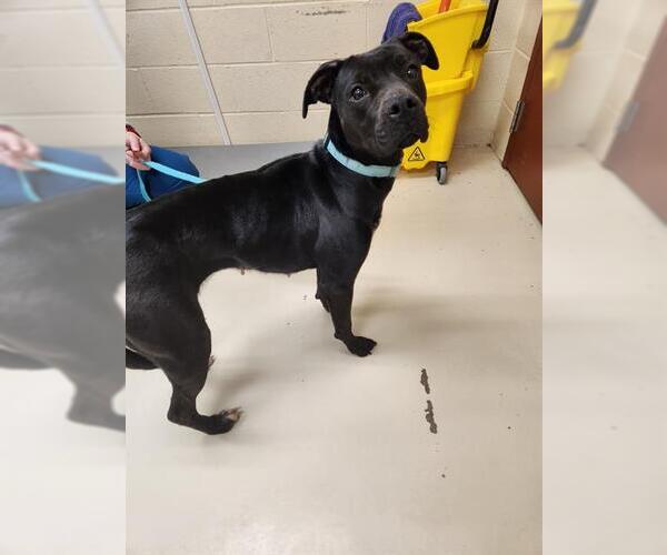 Medium Photo #1 American Pit Bull Terrier-Unknown Mix Puppy For Sale in Center Township, PA, USA