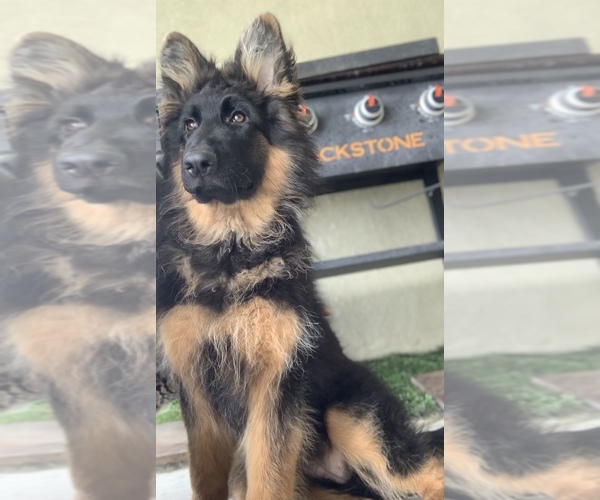Medium Photo #3 German Shepherd Dog Puppy For Sale in PINON HILLS, CA, USA