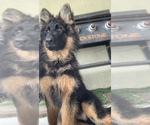Small #2 German Shepherd Dog