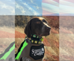 Small Photo #1 German Shorthaired Pointer Puppy For Sale in TRINIDAD, CA, USA