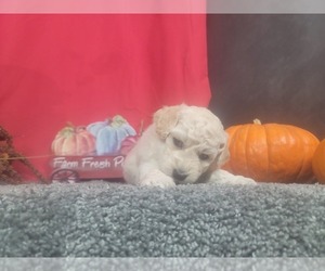 Goldendoodle-Poodle (Toy) Mix Puppy for sale in BLACK FOREST, CO, USA