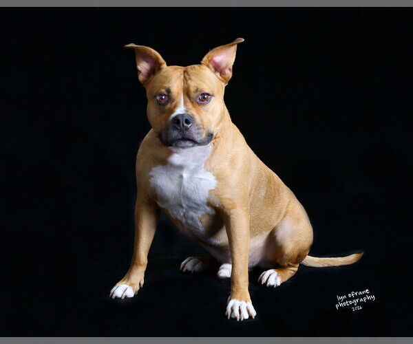 Medium Photo #5 Mutt Puppy For Sale in Westwood, NJ, USA