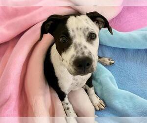 Catahoula Leopard Dog-Unknown Mix Dogs for adoption in Tulsa, OK, USA