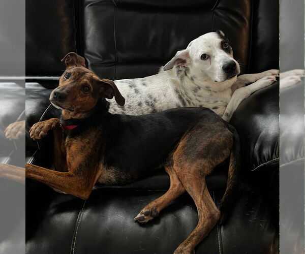 Medium Photo #8 Mutt Puppy For Sale in Canton, CT, USA