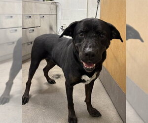 Labrador Retriever Dogs for adoption in Forestville, MD, USA