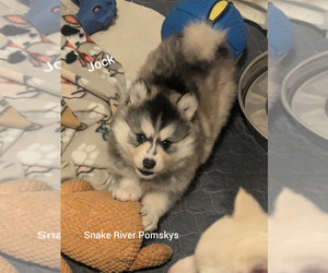 Pomsky Puppy for Sale in BLACKFOOT, Idaho USA