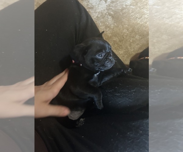 Medium Photo #70 Frenchie Pug Puppy For Sale in BLOOMINGTON, IL, USA