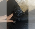 Small Photo #70 Frenchie Pug Puppy For Sale in BLOOMINGTON, IL, USA