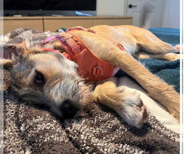 Medium Photo #2 Mutt Puppy For Sale in HOUSTON, TX, USA