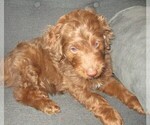 Small Photo #3 Aussie-Poo-Aussiedoodle Mix Puppy For Sale in LINCOLN, AL, USA