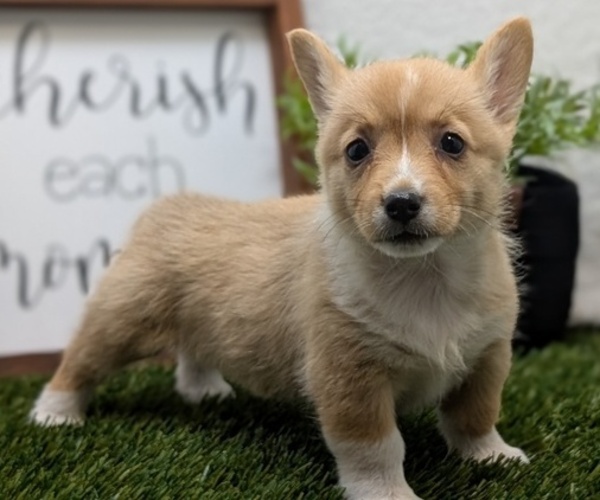 Medium Photo #1 Pembroke Welsh Corgi Puppy For Sale in GOSHEN, IN, USA