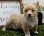 Puppy Talia Pembroke Welsh Corgi