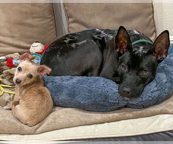 Medium Photo #6 Chihuahua-Unknown Mix Puppy For Sale in Corona, CA, USA