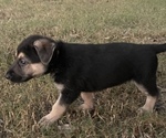 Small Photo #16 German Shepherd Dog Puppy For Sale in MERRITT IS, FL, USA