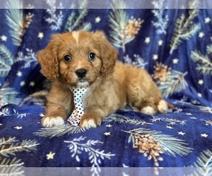 Cavapoo Puppy for sale in LAKELAND, FL, USA