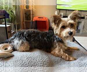Mutt Dogs for adoption in St. Louis Park, MN, USA
