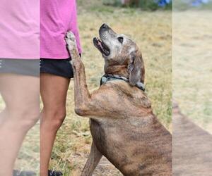 Jack (Trinity) - Male Mutt Dog for Adoption - Photo #3