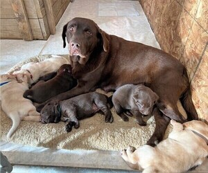 Mother of the Labrador Retriever puppies born on 01/20/2022