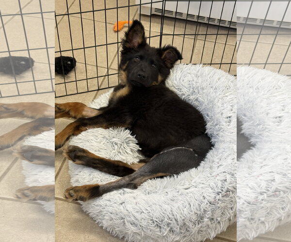 Medium Photo #5 German Shepherd Dog Puppy For Sale in McDonough, GA, USA