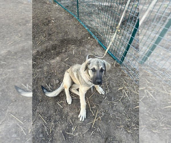 Medium Photo #2 Anatolian Shepherd-Unknown Mix Puppy For Sale in Linton, IN, USA