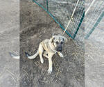 Small #1 Anatolian Shepherd Mix