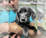 Small #2 Mutt
