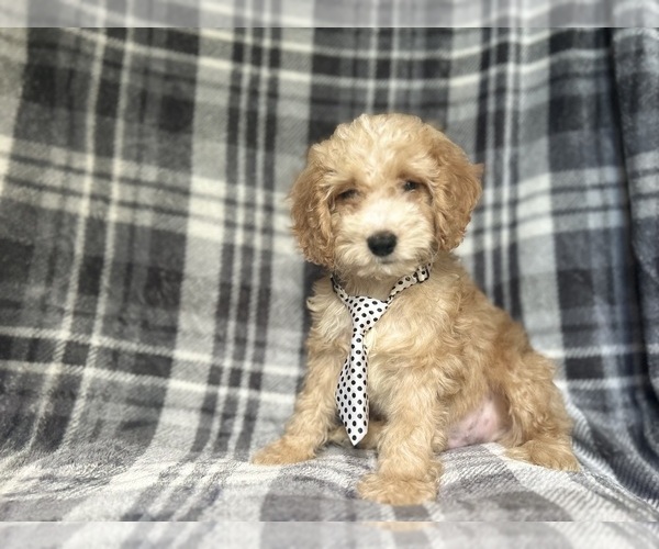 Medium Photo #6 Cockapoo Puppy For Sale in LAKELAND, FL, USA