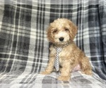 Small #5 Cockapoo