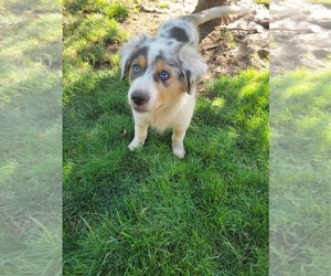 Australian Shepherd Litter for sale in SALEM, OR, USA