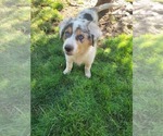 Small Australian Shepherd