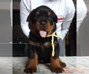 Rottweiler Puppy for sale in ARLEE, MT, USA